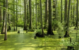 crowded-house-tours-441-trekking-igneada-longoz-forrest-2-day-2